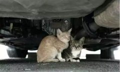 天冷了，開(kāi)車(chē)前記得先喚醒它們！
