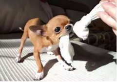  如何阻止狗狗亂咬家具？