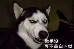 您家狗狗是不是也叫“撒手沒”？
