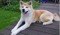 狗狗小知識(shí)，您知道多少？