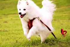 狗狗教會我們的人生道理，你做到了嗎？