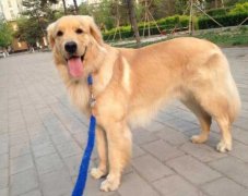 狗狗的品種，居然暴露了你的性格？