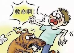 如遇惡犬咬人該怎么辦？這些知識(shí)也許能救命！