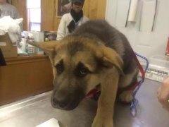 狗狗這么信任你，你怎么可以騙狗狗？！