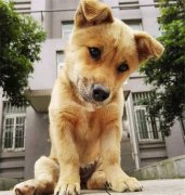 你眼中的土狗，它是我的家人！