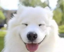 你是什么時(shí)候被你家狗撩到的？