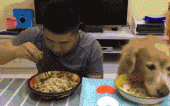 如果你家也有只吃貨狗狗，這點(diǎn)一定要注意！