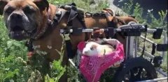 動物間沒有真感情？這只狗狗表示不服！