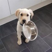 到了飯點不喂狗，你可知道后果的嚴重性？