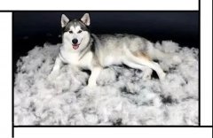 毛質(zhì)差、過度脫毛？華興重磅推出犬美毛處方糧