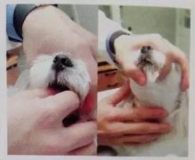 狗狗喂藥小技巧！ 華興寵物食品