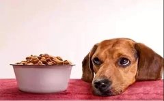 狗狗不想吃狗糧的原因有哪些？ 華興寵物食品
