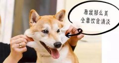 重口味的狗狗愛啃腳？注意！這可能不是怪癖而