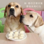 狗狗是否需要補鈣？補鈣應(yīng)注意什么？ 華興寵物