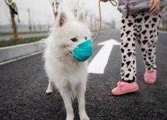 疫情下，如何保證寵物的安全？
