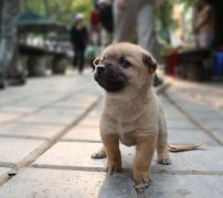 小奶狗剛到家一直叫怎么辦？