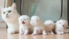 貓咪一生要經(jīng)歷的六個階段，你家貓?zhí)幱谀膫€時期？