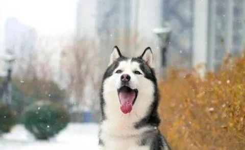狗狗愛叫怎么辦？這六招，教給你