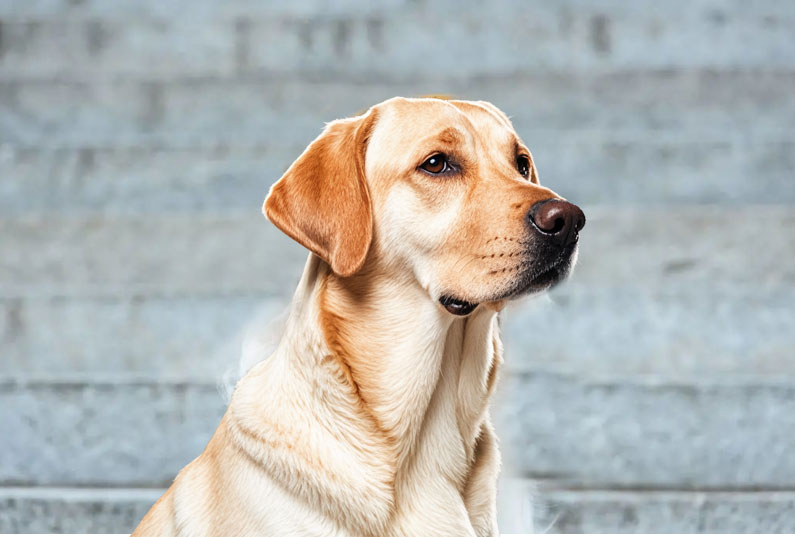 拉布拉多犬好養(yǎng)嗎？看完它的優(yōu)缺點(diǎn)你就知道了