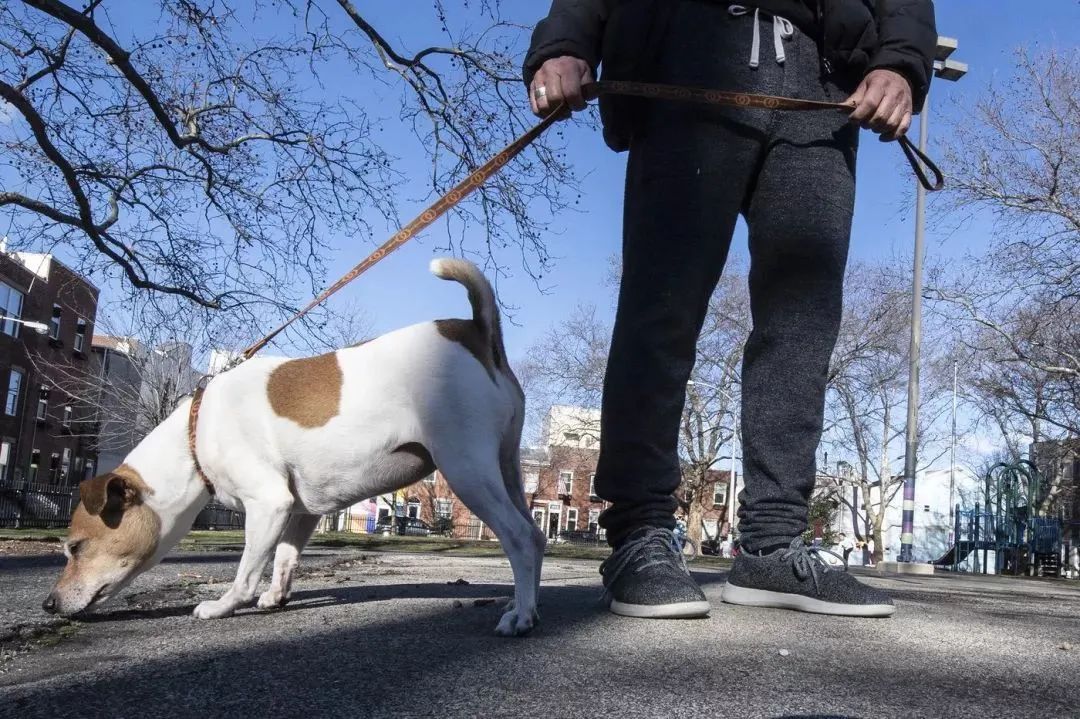 文明養(yǎng)犬知多少？切記做到“寵愛”有方~
